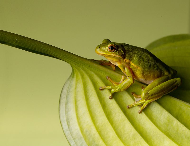 макро, квакша, лягушка, frog,  macro, земноводные Квакша. Frog. Hylidae - Зеленая североамериканская Квакшаphoto preview
