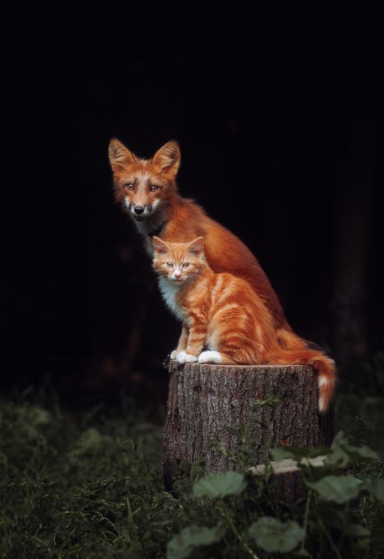 рыжие, кот, лиса, животные Лисенок и котенокphoto preview