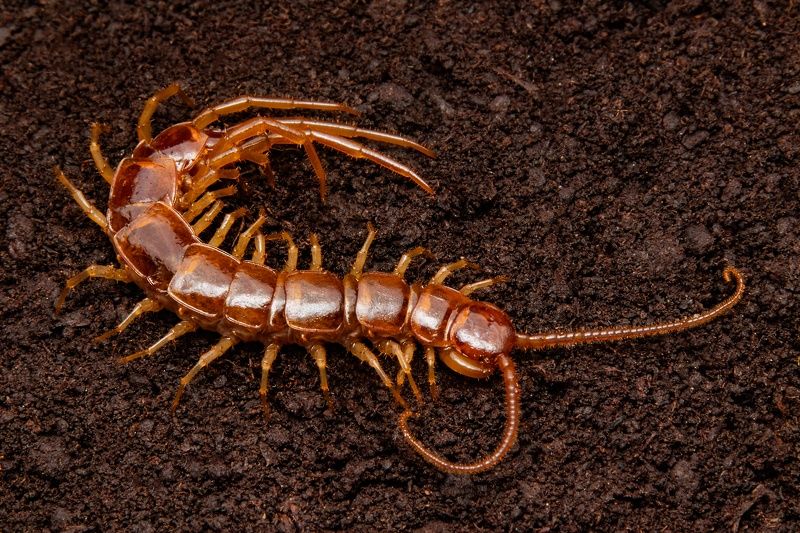 Lithobius forficatus фото превью