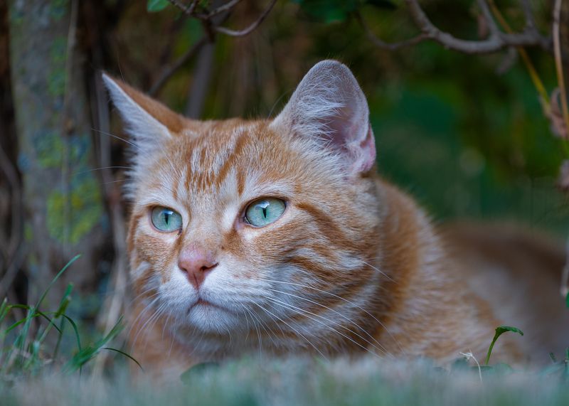 cat, kitty, animal, nature, fauna, hunting, eyes, face Bird Huntingphoto preview