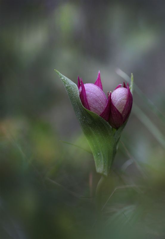 венерин_башмачок, венерин_башмачок_капельный, верхняя_амга, якутия, растения_якутии, растения_левиной, женя_левина, евгения_левина Венерины башмачки фото превью