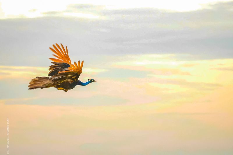 wildlife, nature, srilanka, bird, jazif Freezephoto preview