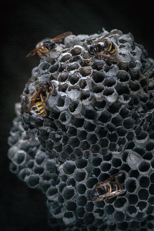 осы, насекомые, осиное гнездо, природа, дикая природа, макро, соты, макромир Бумажная архитектураphoto preview