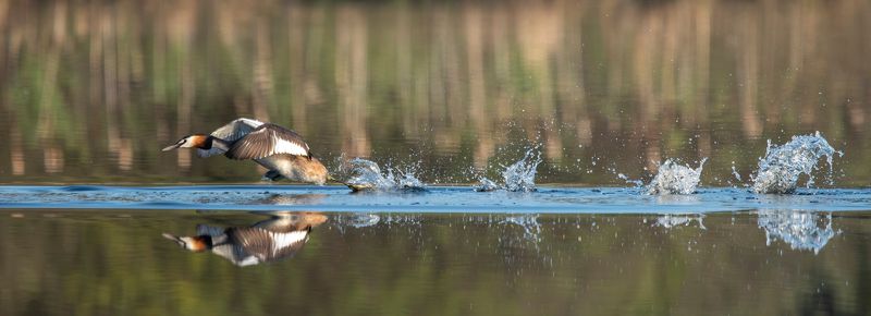 чомга, большая поганка Выше брызги, сильнее плюхи!photo preview