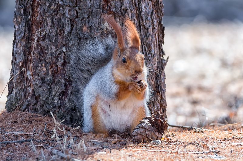 белка, шишка, лес, Белка с шишкой..photo preview