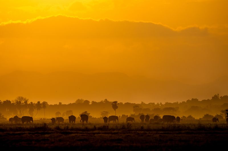 still, life, , srilanka, ahamedjazif, creative, jazif, elephant Layersphoto preview