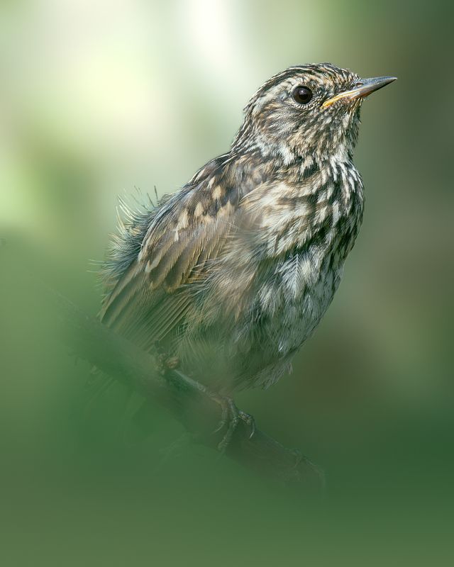 Варакушка, Luscinia svecica, Молодая особь, Июль 2023photo preview