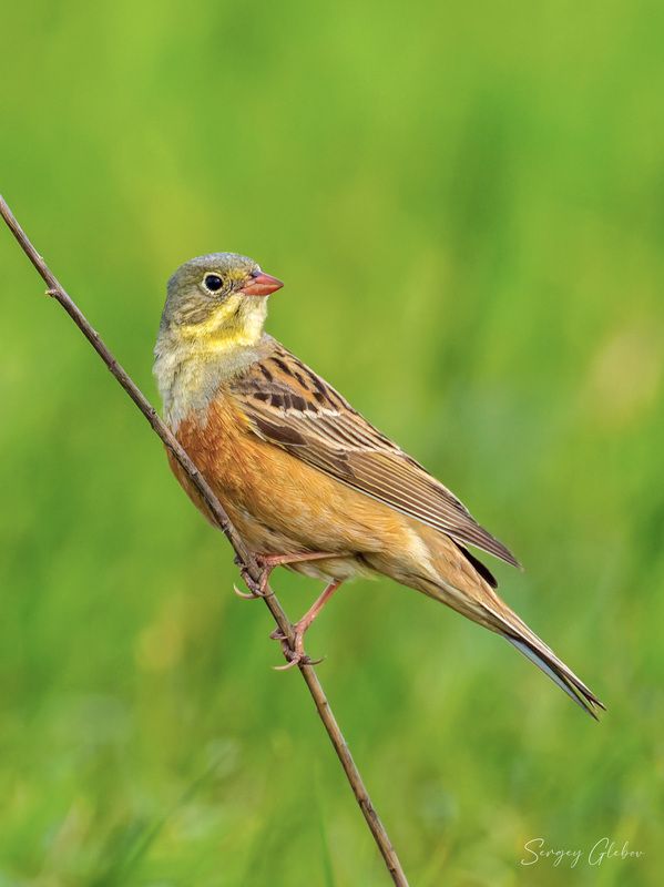 овсянка, птицы, пернатые Овсянка садоваяphoto preview