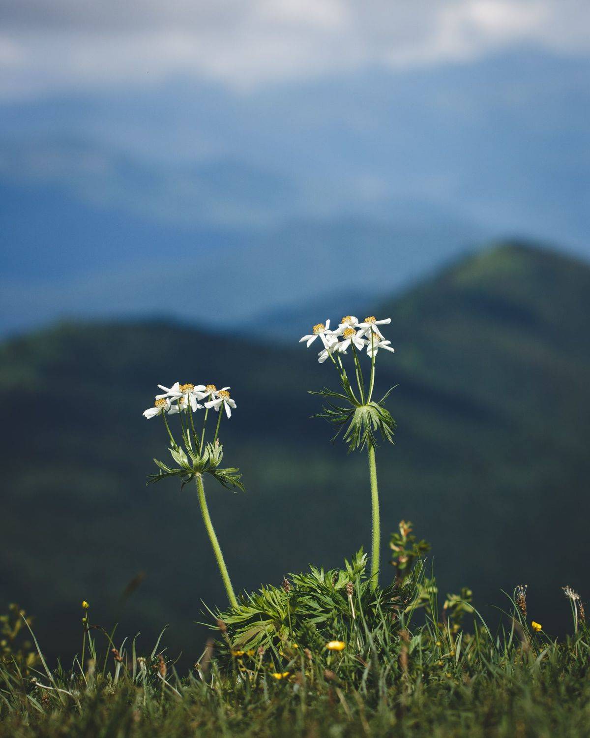 Ветреник на плато Лаго-Наки. Автор: Сыч Римма цветы, ветреник, лаго-наки, адыгея, лагонаки, Сыч Римма