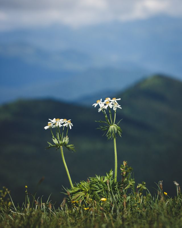 цветы, ветреник, лаго-наки, адыгея, лагонаки Ветреник на плато Лаго-Наки фото превью