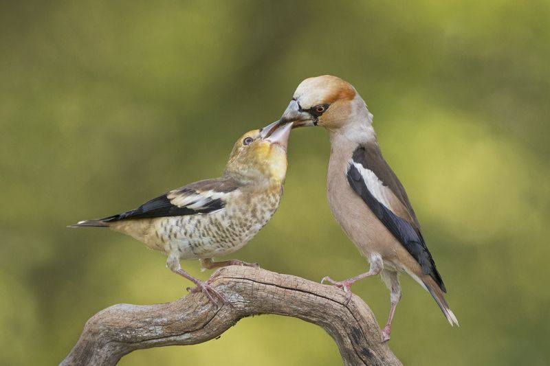 Дубоносыphoto preview