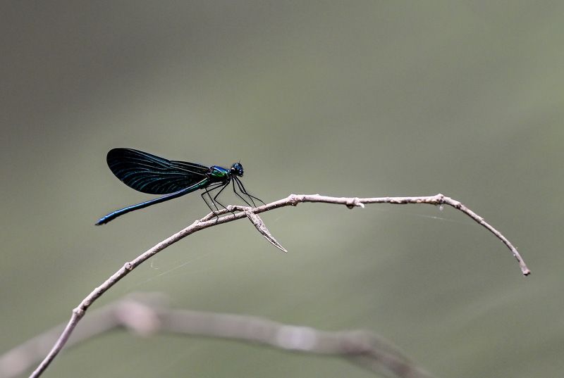 красоткаphoto preview