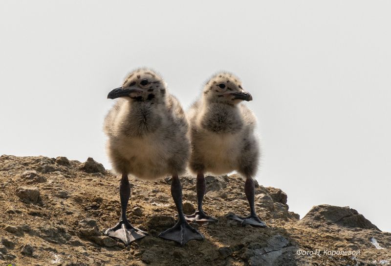 Двое из гнездаphoto preview