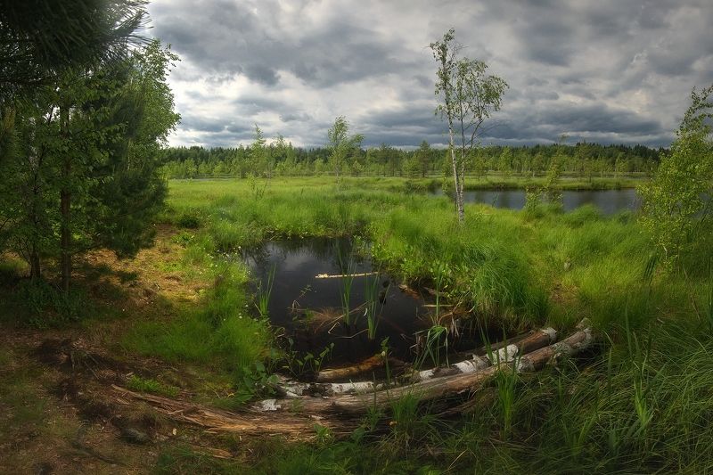 День на болотеphoto preview