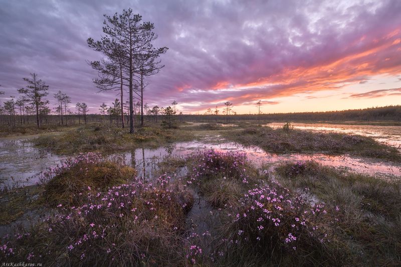 цветущее болото, подбел, ленобласть, ленинградская область, топь, болотные цветы, болотный туризм, тур на болото \