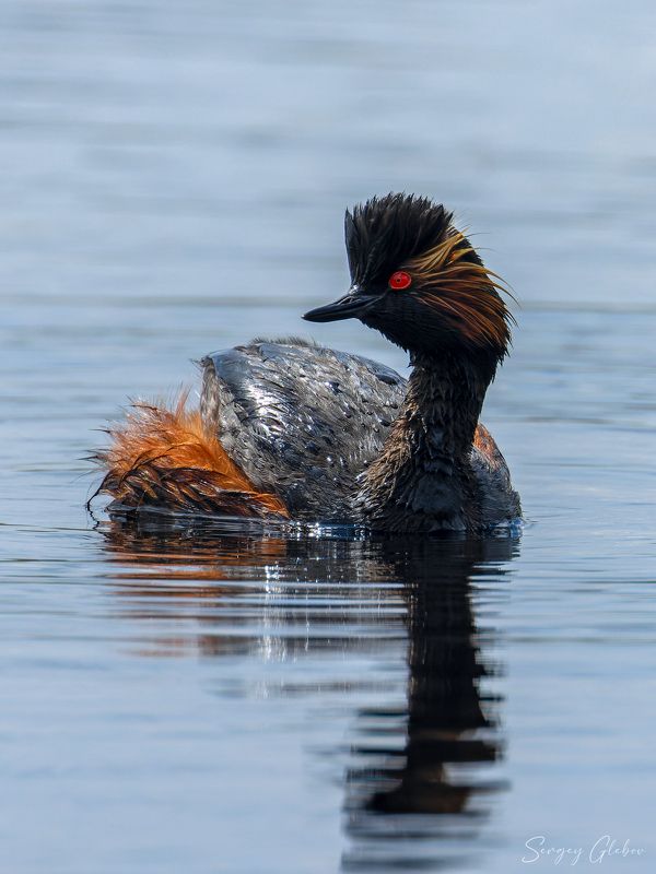 черношейная поганка, птицы, пернатые Черношейная поганка (Podiceps nigricollis), (Black-Necked Grebe)photo preview