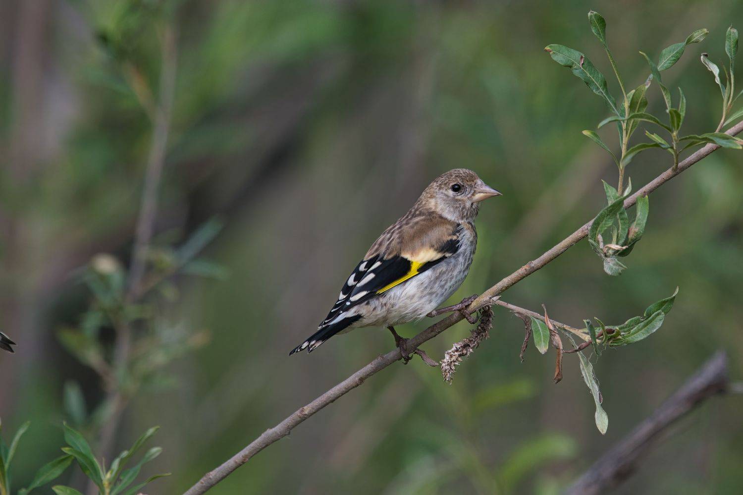 Время молодых. Щегол. Автор: Большаков Алексей , Большаков Алексей