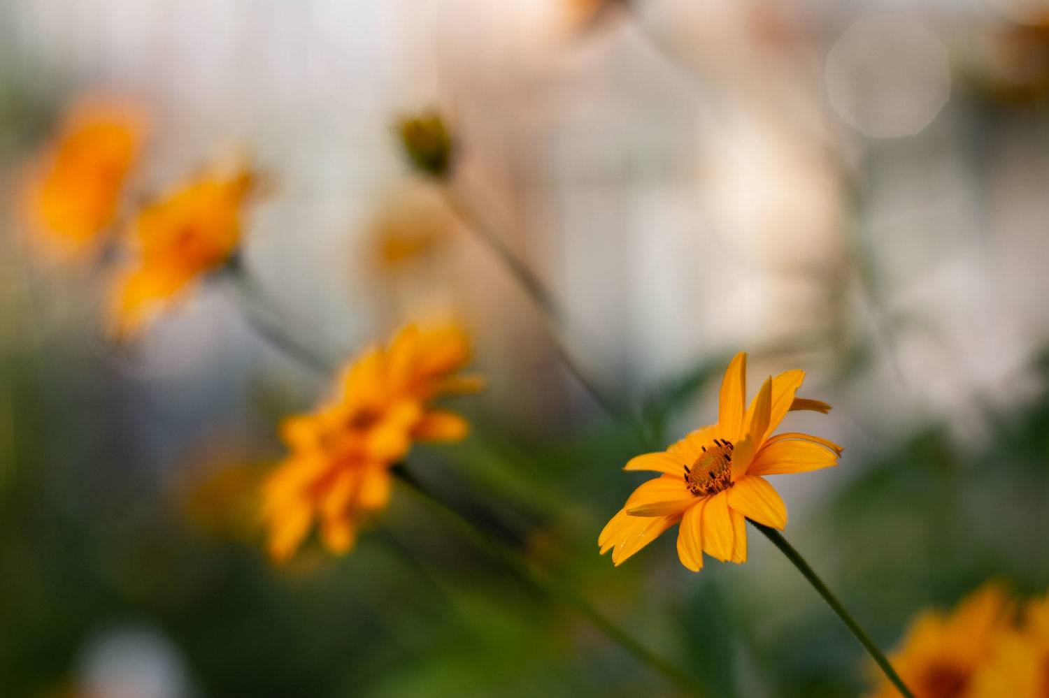 Жёлтые цветы. Автор: Александр , Александр