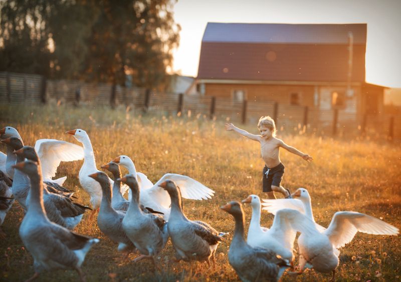 дети с животными, дети, птицы, репортаж, фото с гусями, детские фото, детский портрет В деревнеphoto preview