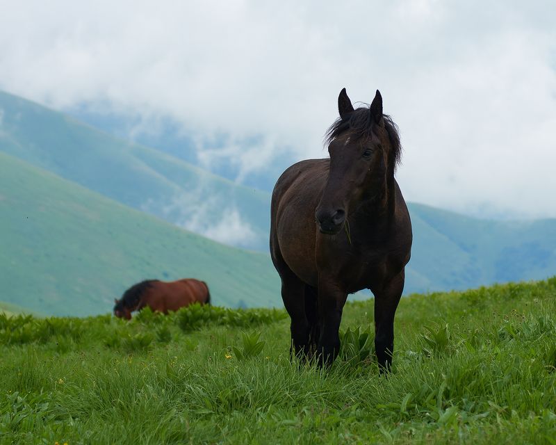 пейзаж, пейзажная фотография, пейзажи, кони, животные, путешествие, landscape, landscapes, landscape photography Дикие кониphoto preview