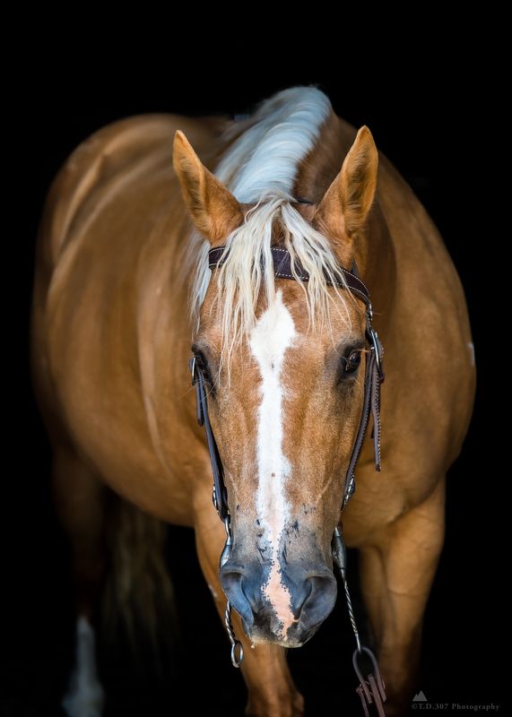 Carmel photo preview