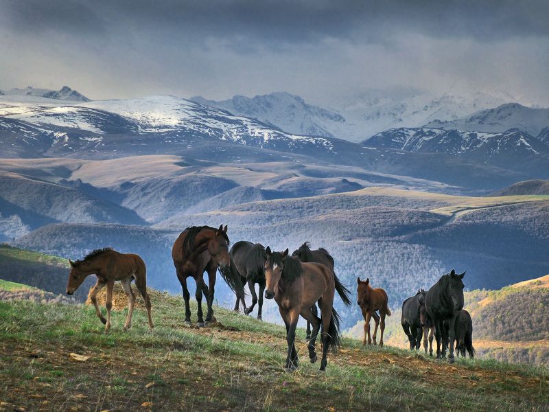 кавказ, кабардино-балкария, приэльбрусье, лошади В горах Кавказаphoto preview