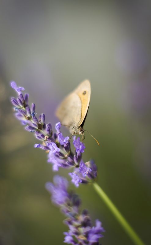 )i( )i(photo preview