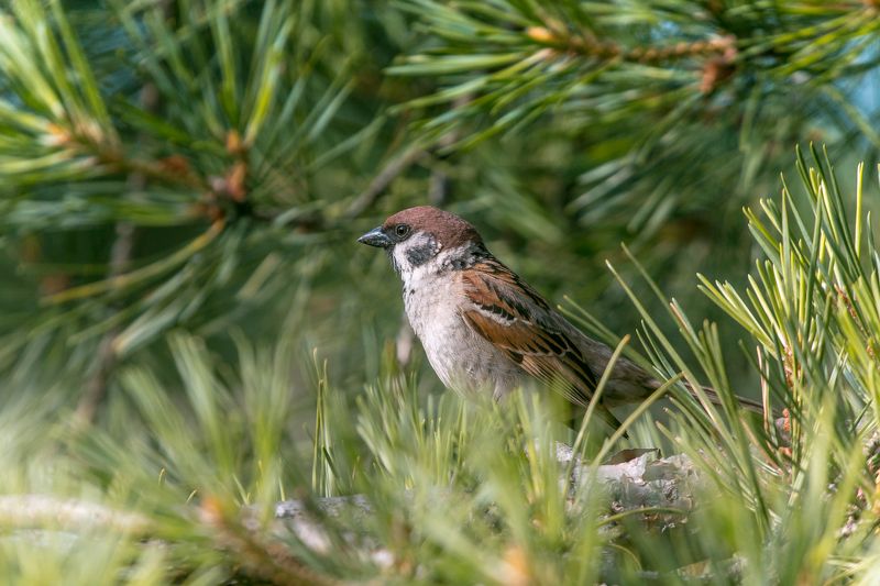 воробей, птицы, birds, wildlife, sparrow Sparrowphoto preview
