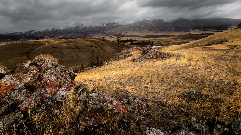 Степь, Горный Алтай, Курай, Пасмутно, Сухая трава Эх, вскочить бы на коня и поскакать!photo preview