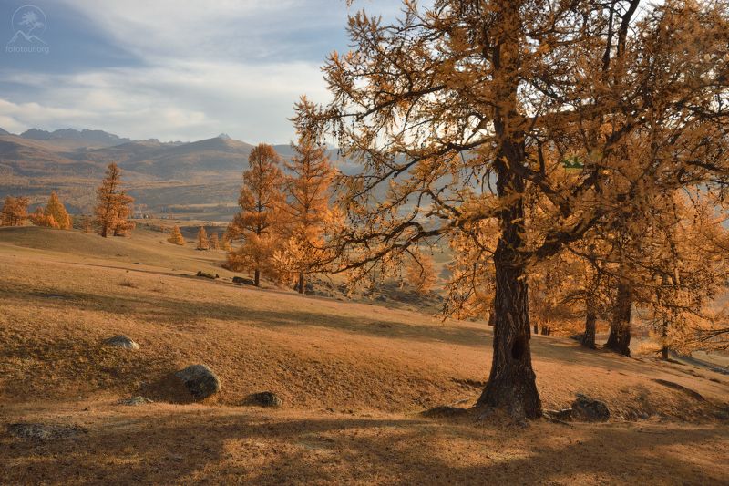 осень, джазатор, алтай, горный алтай, республика алтай, беляши, фототур на алтай, горы Утро в Беляшахphoto preview