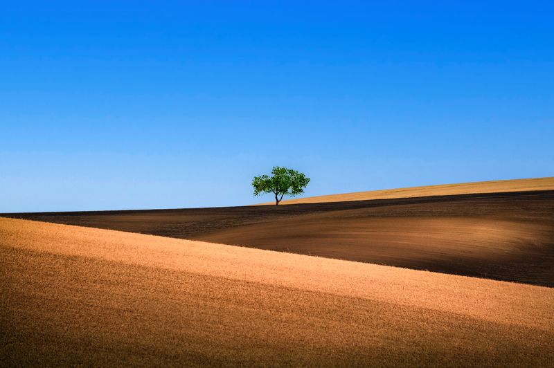 tree, landscape, sunset, sky, minimal, nikon Moravian Minimalismphoto preview