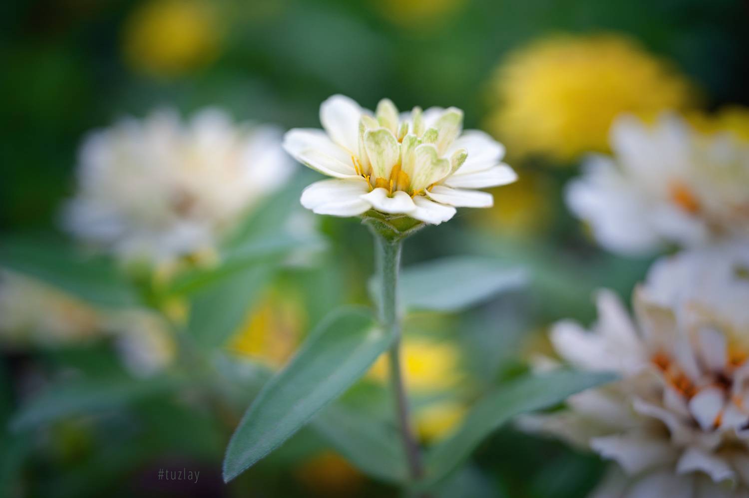 , Владимир Тузлай