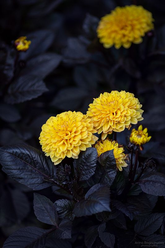 Георгиныphoto preview