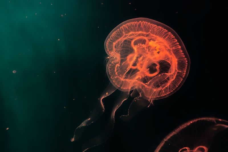 Грацияphoto preview