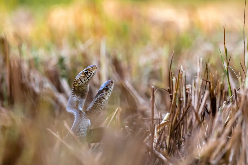Snake dancephoto preview