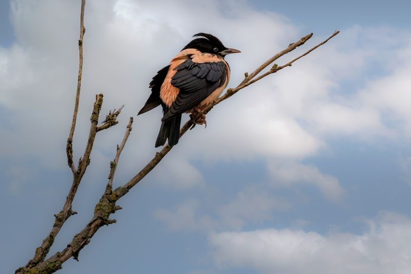 розовый скворец ***photo preview