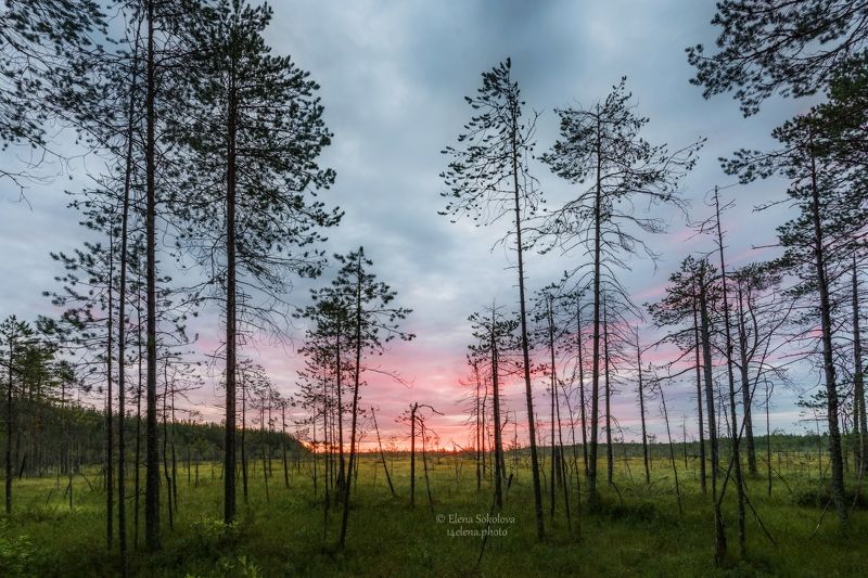 утро, рассвет, болото, пейзаж, лето, север Рассвет на болотеphoto preview