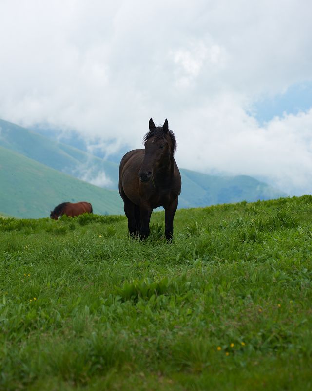 пейзаж, пейзажная фотография, пейзажи, кони, животные, путешествие, landscape, landscapes, landscape photography Дикие кониphoto preview