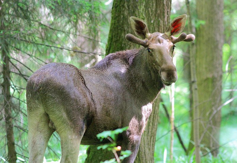 Лосёнокphoto preview