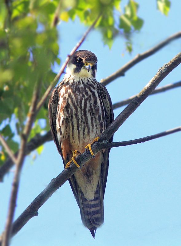 Чеглокphoto preview