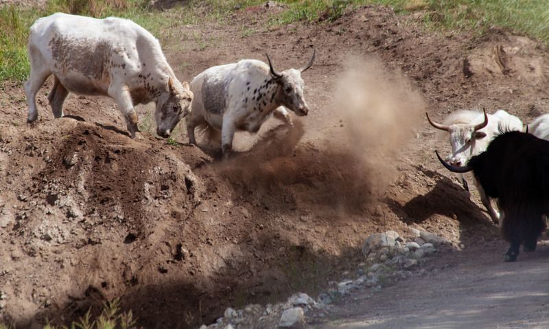 Разборки в Океphoto preview