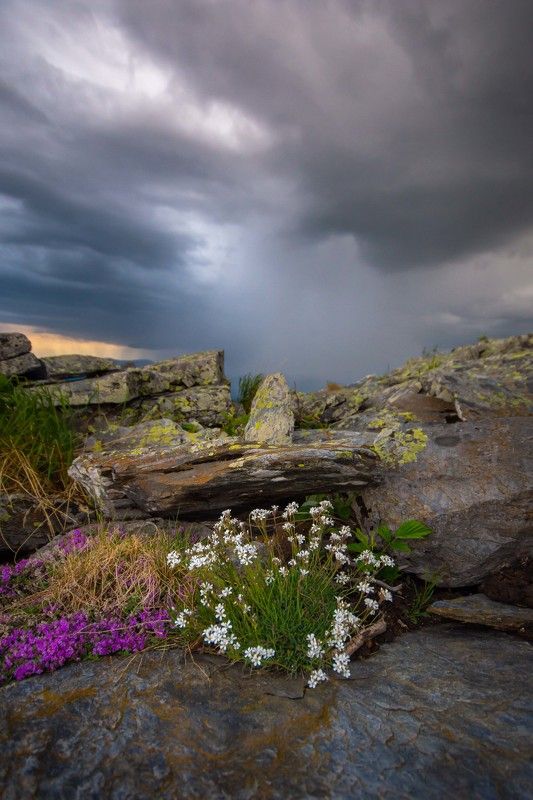 лето тучи гроза горы урал цветы камни Запах дождяphoto preview