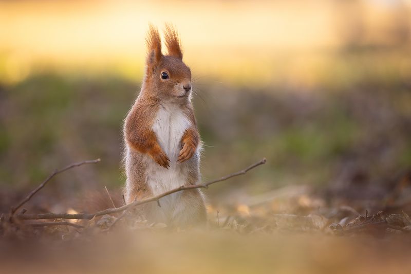 Squirrelphoto preview