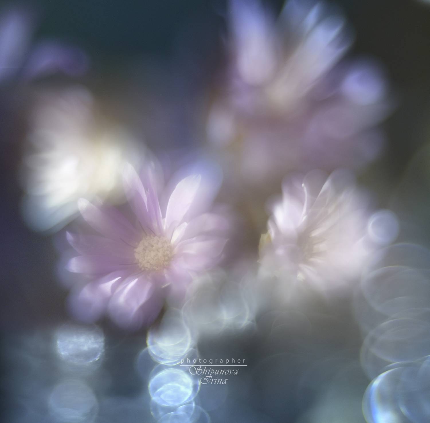 Сны.... Автор: Ирина Шипунова мануальная оптика, юпитер8, боке, бессмертник, артфото, Ирина Шипунова