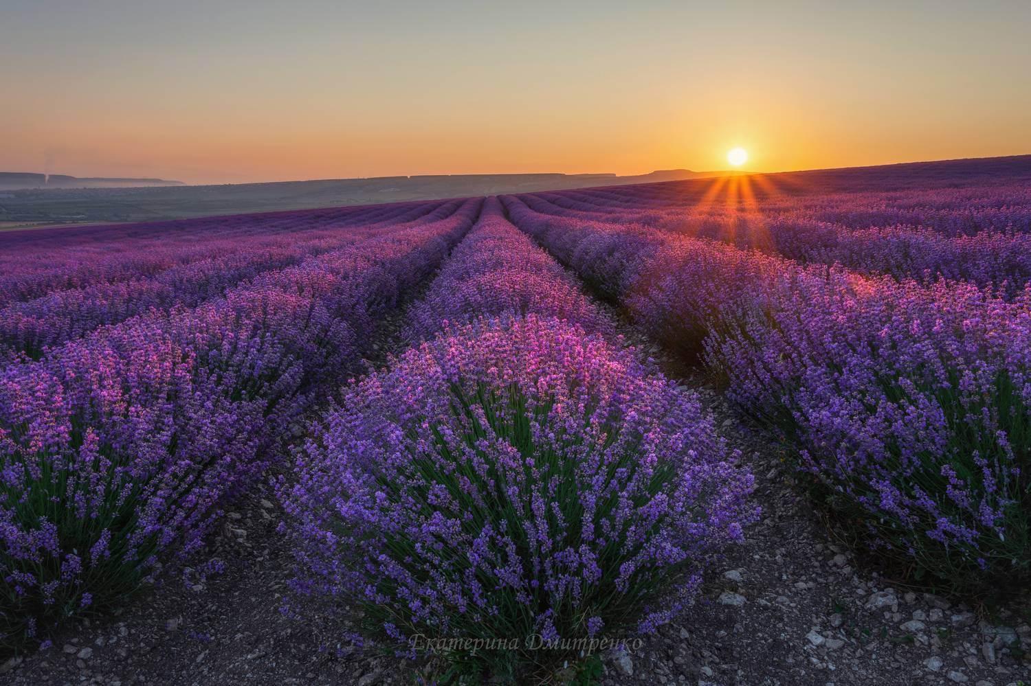 Рассвет в поле лаванды. Автор: Дмитренко Екатерина крым, рассвет, утро, пейзаж, тургеневка, лавандовые поля, лаванда,бахчисарай, crimea, landscape, Дмитренко Екатерина