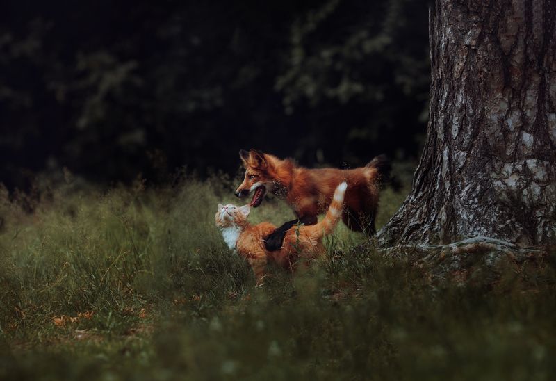 лиса, кот, природа, сказка photo preview