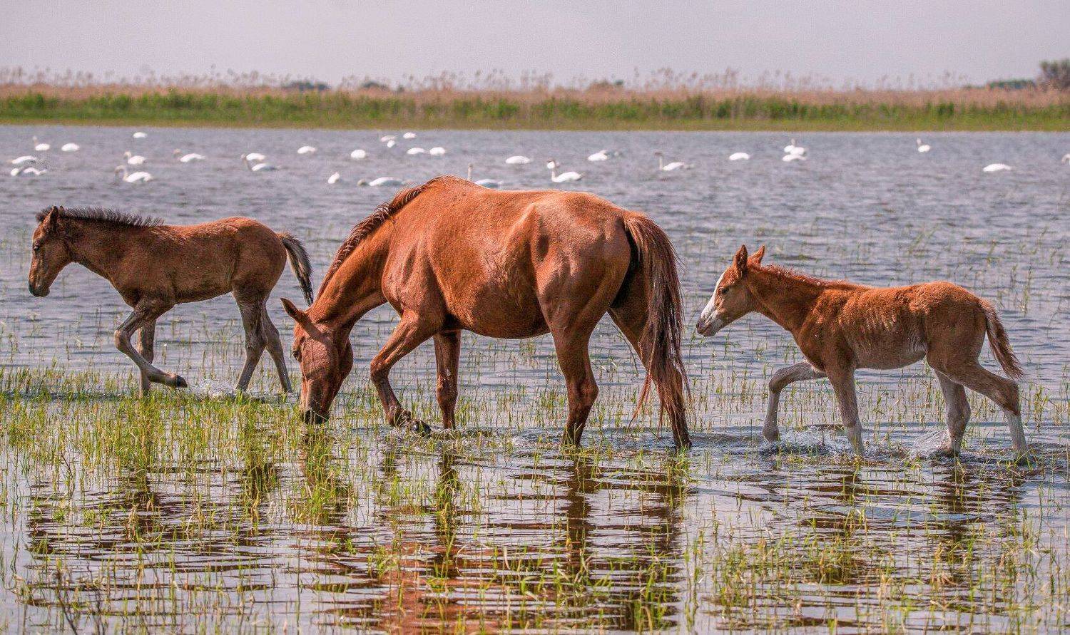 у села  камышово, Сергей цыбизов