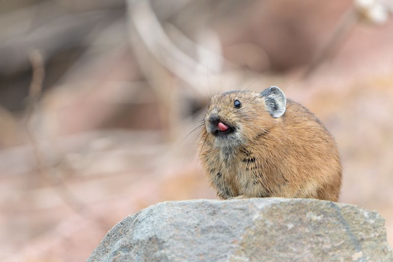пищуха, сибирь, ochotona Пищухаphoto preview