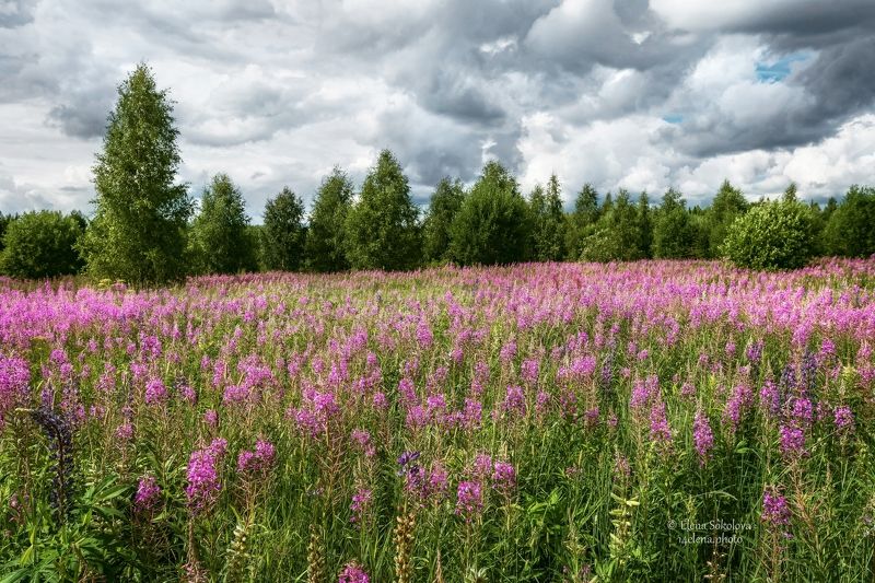 Цветочный лугphoto preview