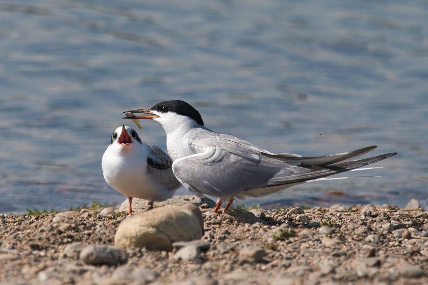 Даай рыбоньку!. Автор: Большаков Алексей , Большаков Алексей